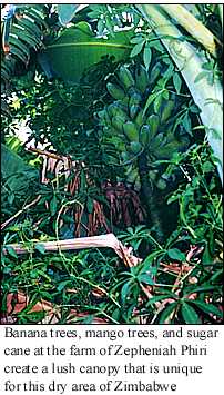 phiri1