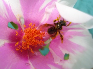 flor_sendo_polinizada