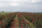 cultivo-rosas