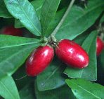 Synsepalum dulcificum *Fruta do milagre*